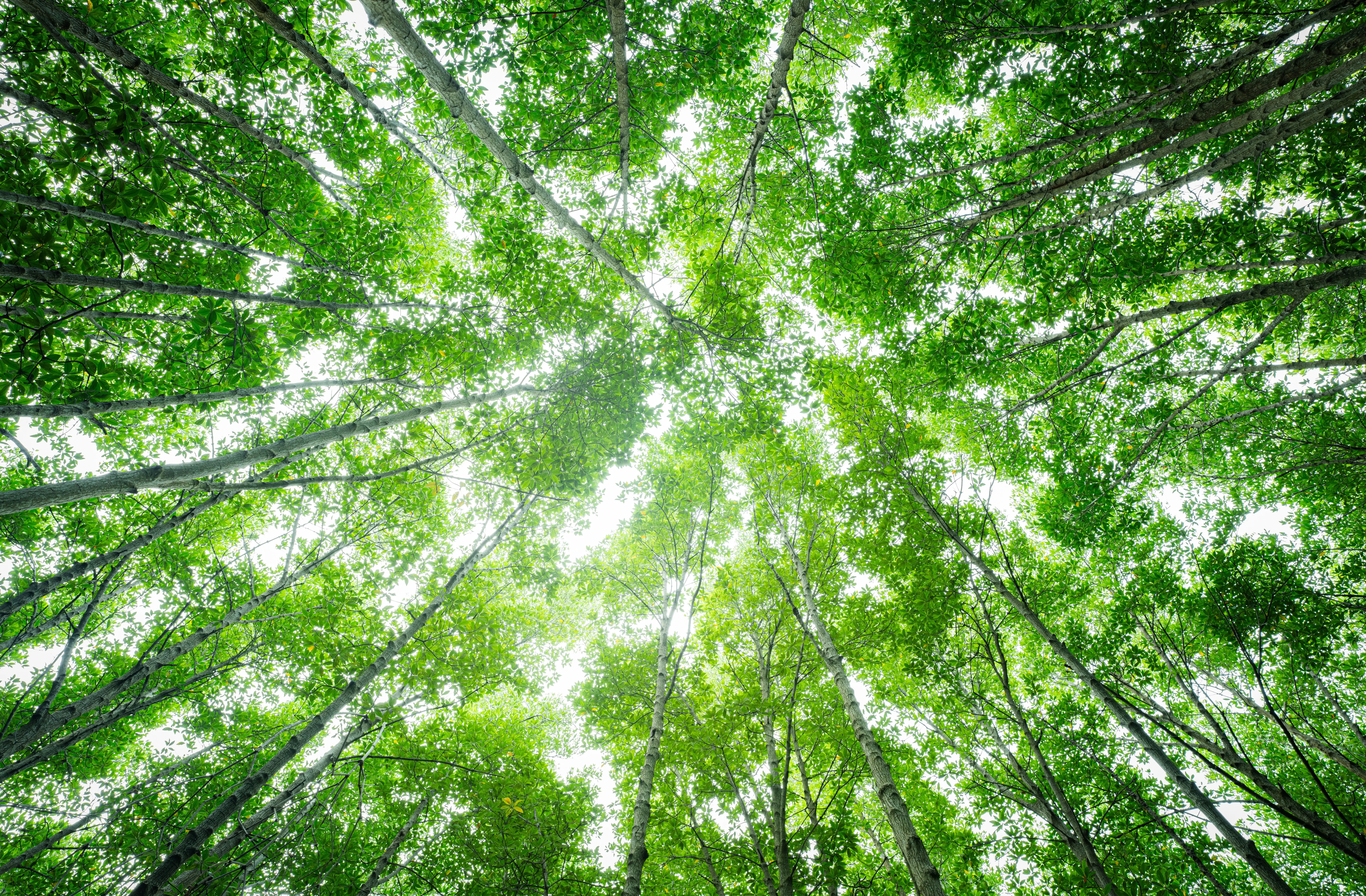Santé environnementale